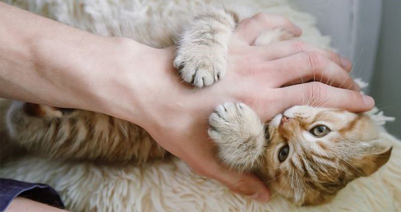 گاز گرفتن بچه گربه؟