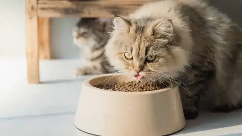 غذای مورد علاقه گربه 