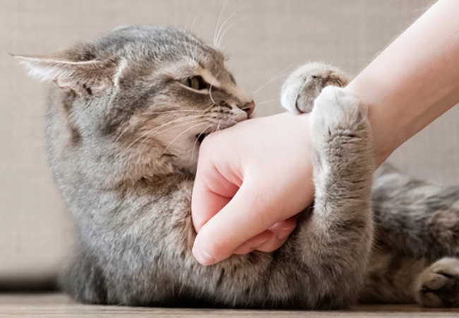 چرا گربه گاز میگیره؟ 