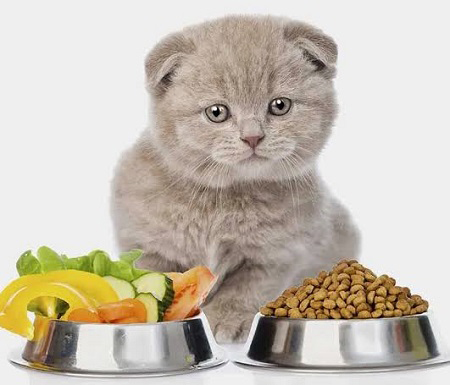 چند بار در روز به گربه غذا بدهیم
