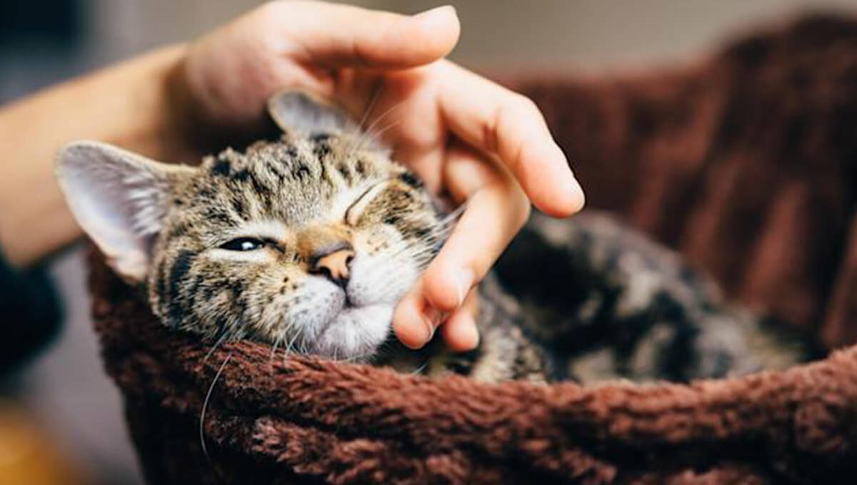 چگونه گربه را تربیت کنیم