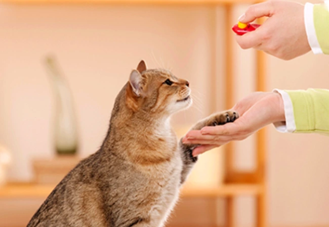 چگونه گربه را تربیت کنیم؟