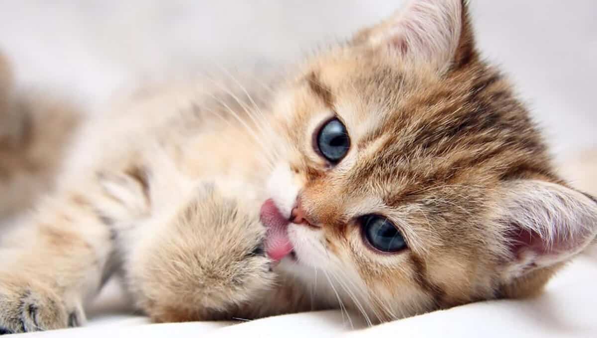 چه غذایی به گربه بدهیم