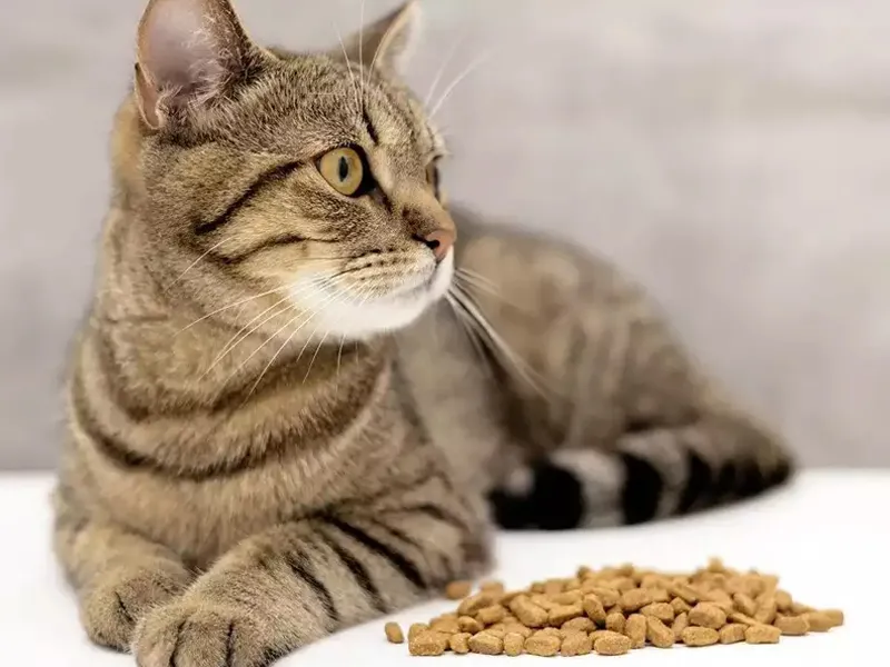 چگونه گربه را به غذای خشک عادت دهیم؟