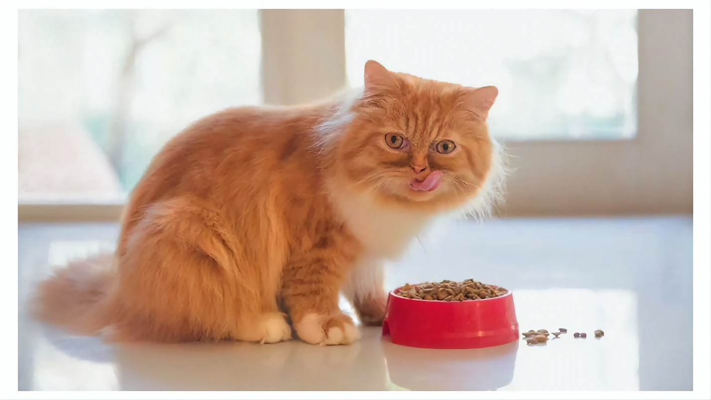 غذای گربه پرشین چیست ؟
