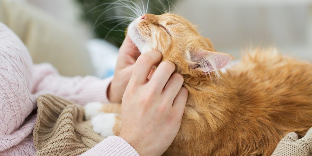 چگونه گربه را ارام کنیم؟