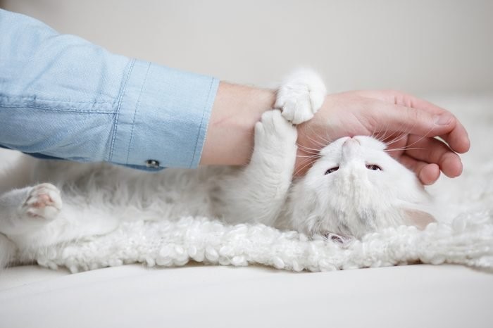 چگونه گربه را ارام کنیم؟؟