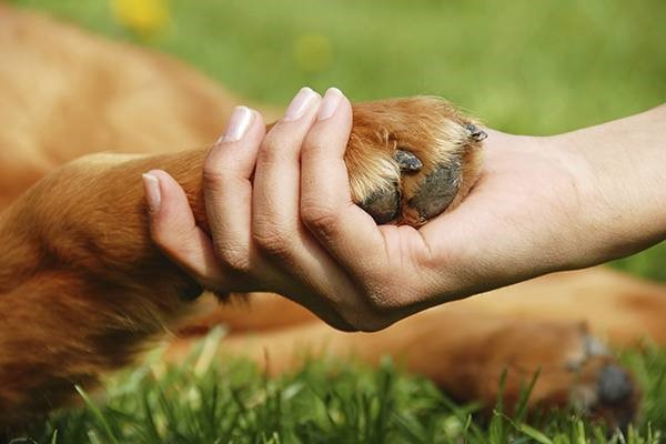 سگ از چه حیوانی میترسد