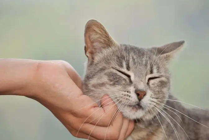 سن گربه را چگونه بفهمیم