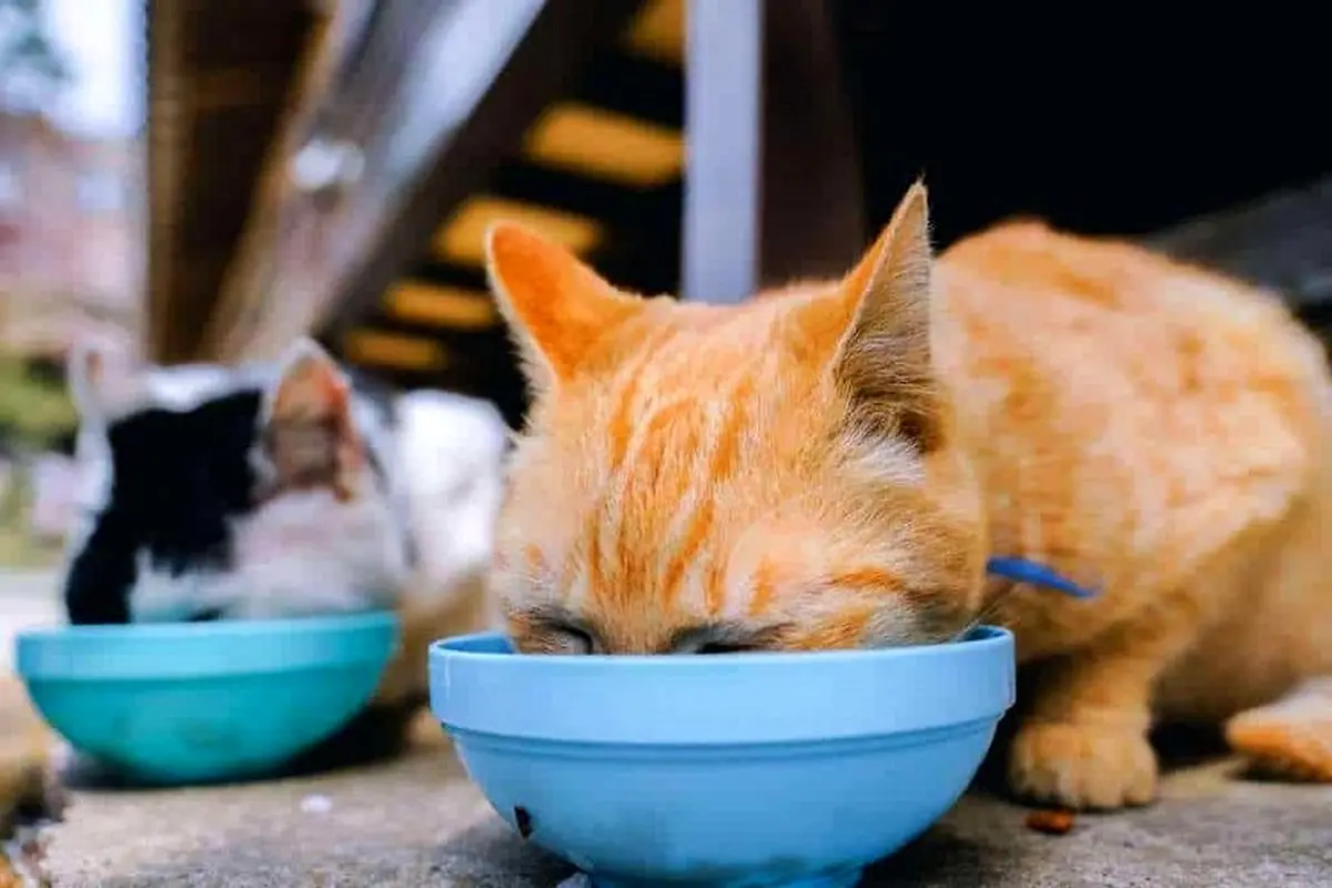 غذا نخوردن گربه 