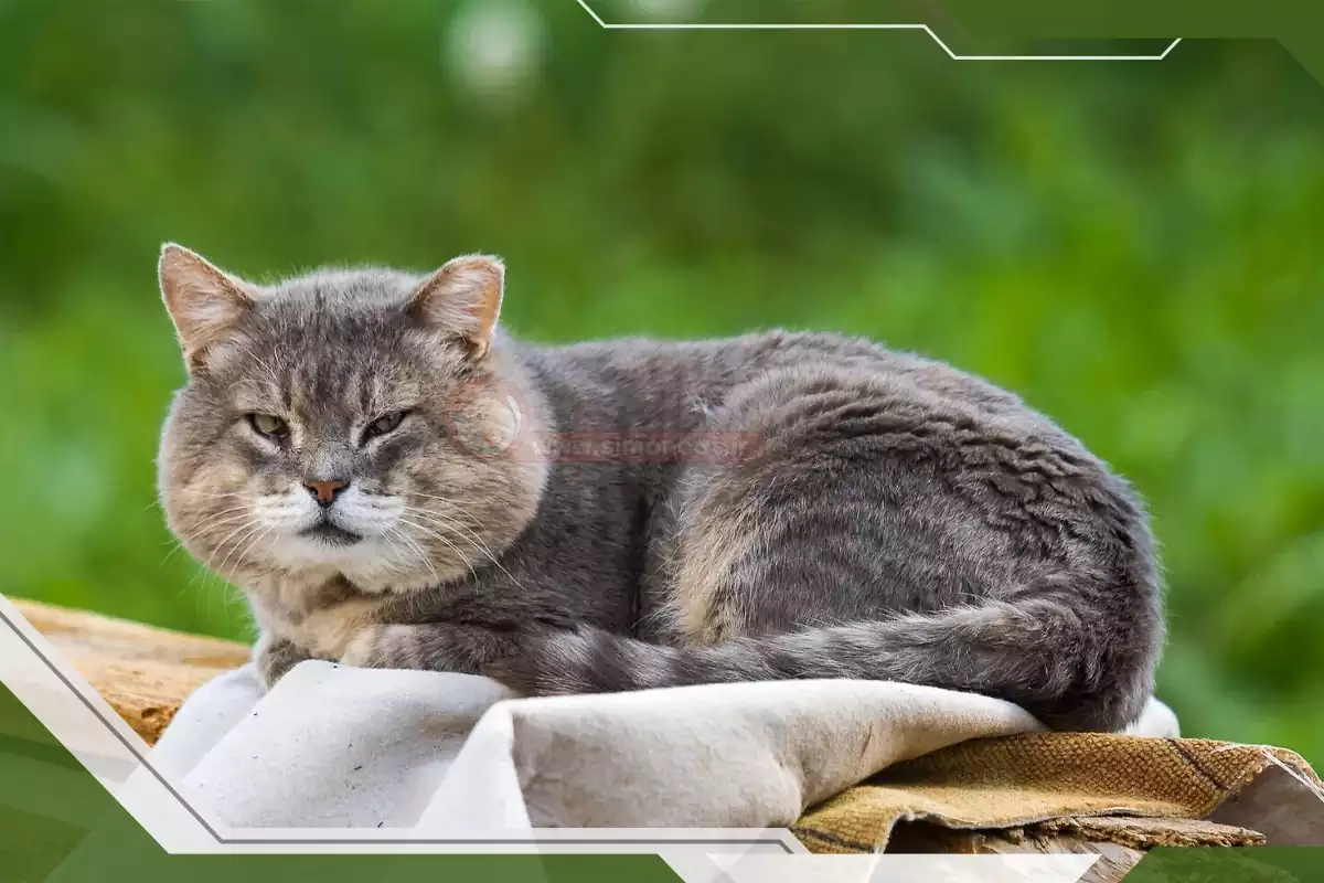 چگونه گربه را اهلی کنیم؟